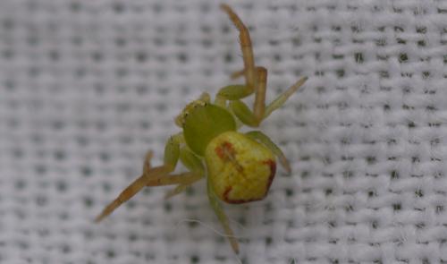 Ebrechtella tricuspidata